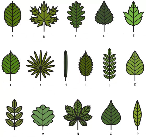 leaf chart